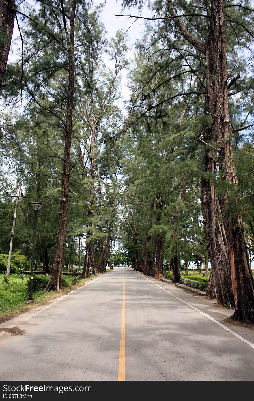 Avenue with pine near the beach. Avenue with pine near the beach