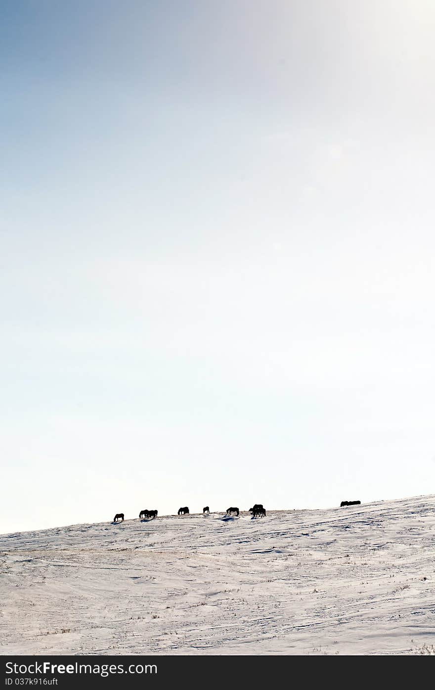 The mare of a horse searches for a forage in snow. The mare of a horse searches for a forage in snow