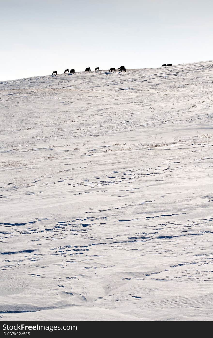 Horse in the winter