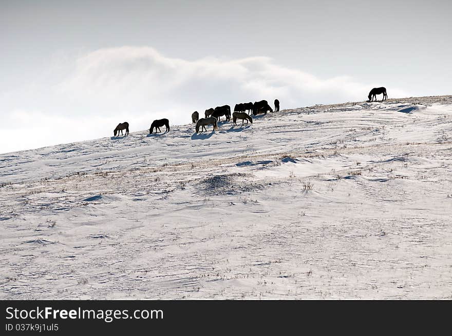 The mare of a horse searches for a forage in snow. The mare of a horse searches for a forage in snow