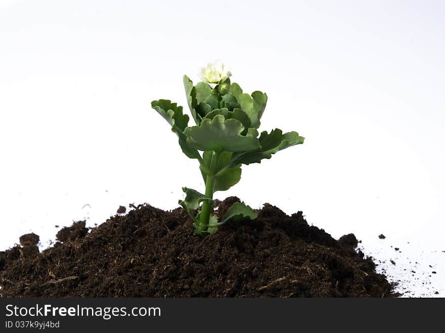 Soil and flower detail on white background