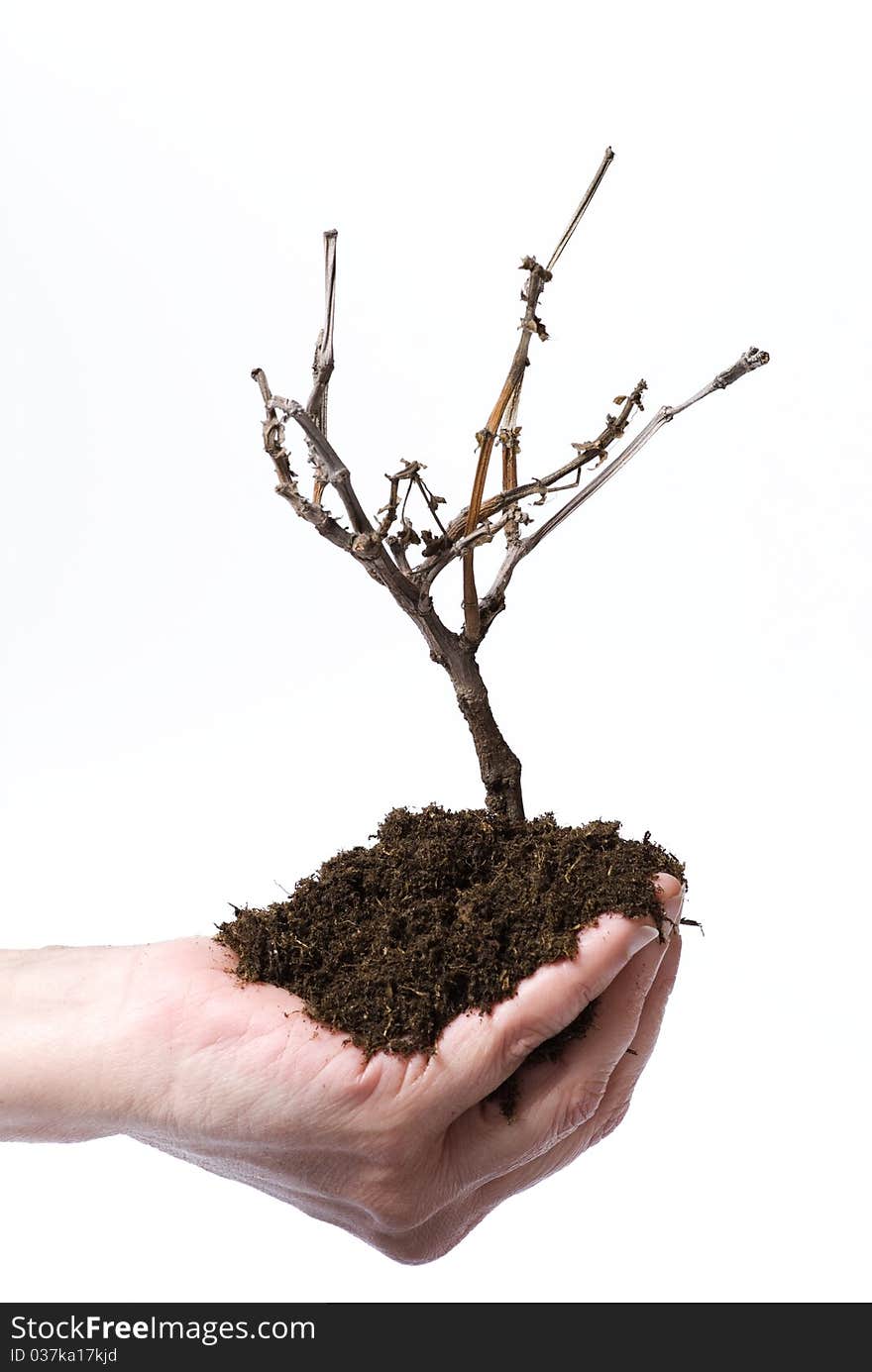 Soil and flower detail on white background. Soil and flower detail on white background