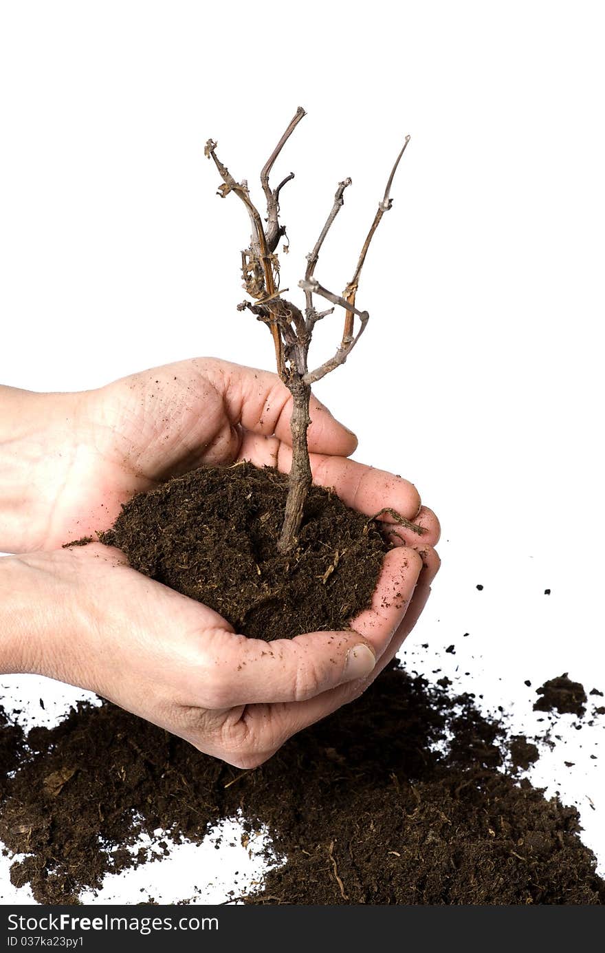 Soil and dry branch detail on white background. Soil and dry branch detail on white background