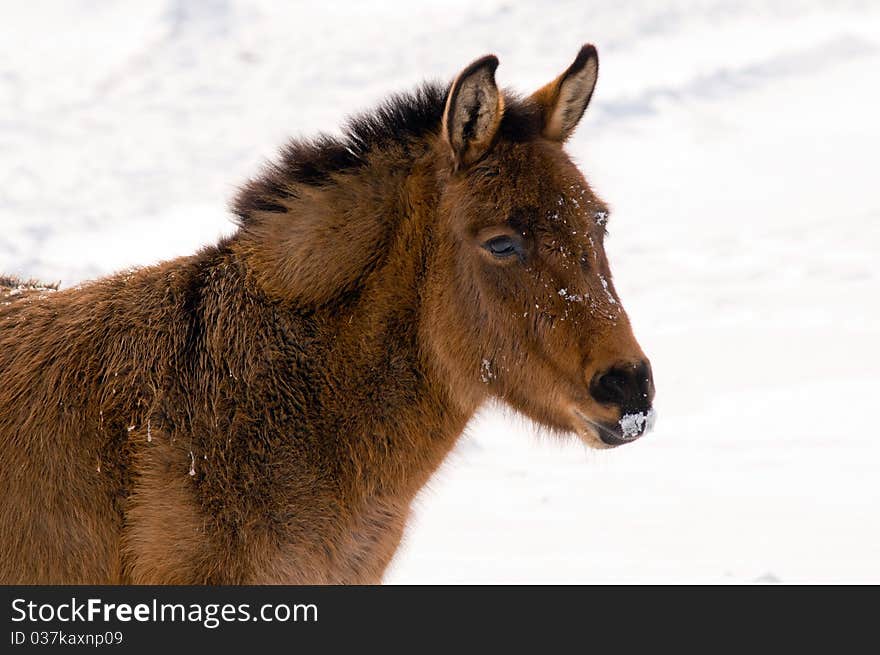 Wild Burro In The Winter