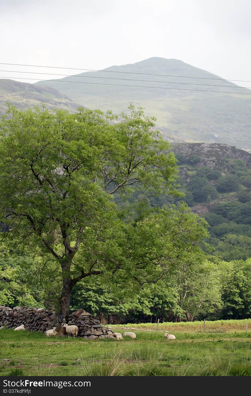 Sheep In Llyn Dinas Valley