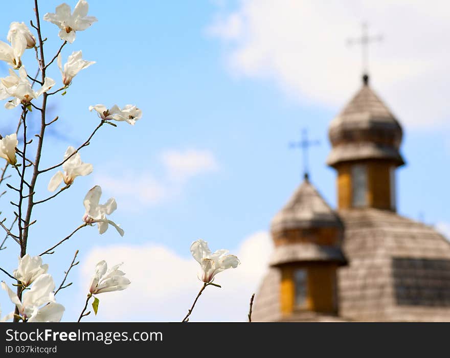 View of blossoming white tree against blue sky and blurry church