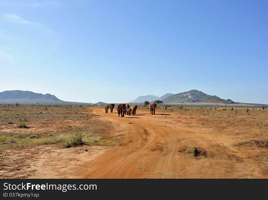 A herd of elephants on African soil. A herd of elephants on African soil