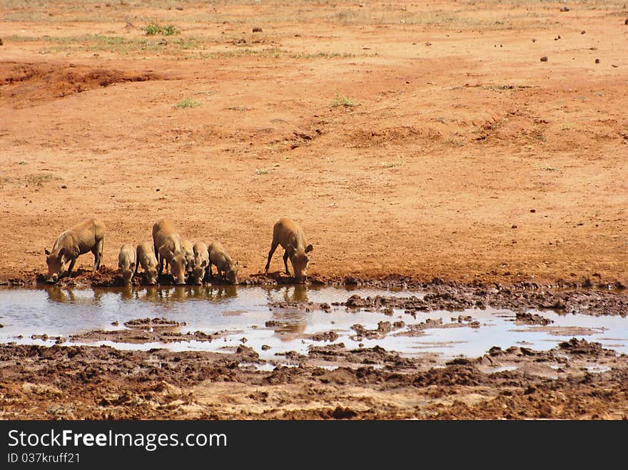 A warthog at a watersite in africa. A warthog at a watersite in africa