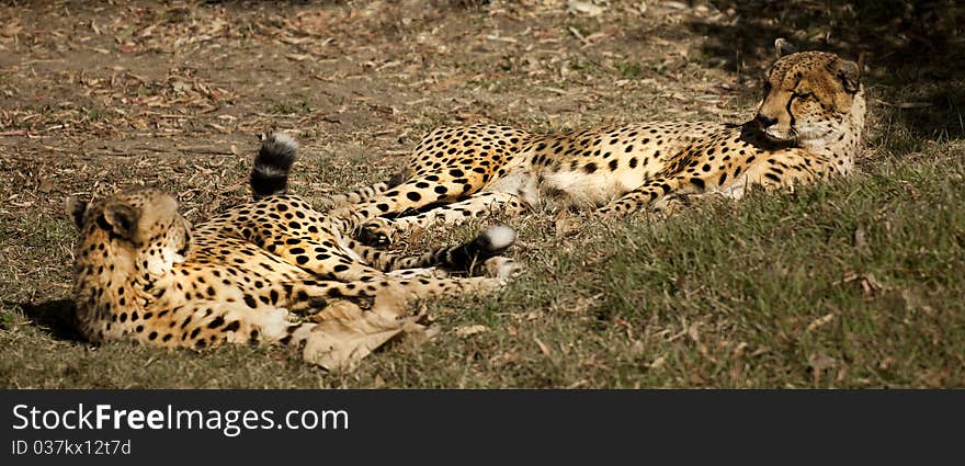 A pair of leopards relaxing and looking at each other.