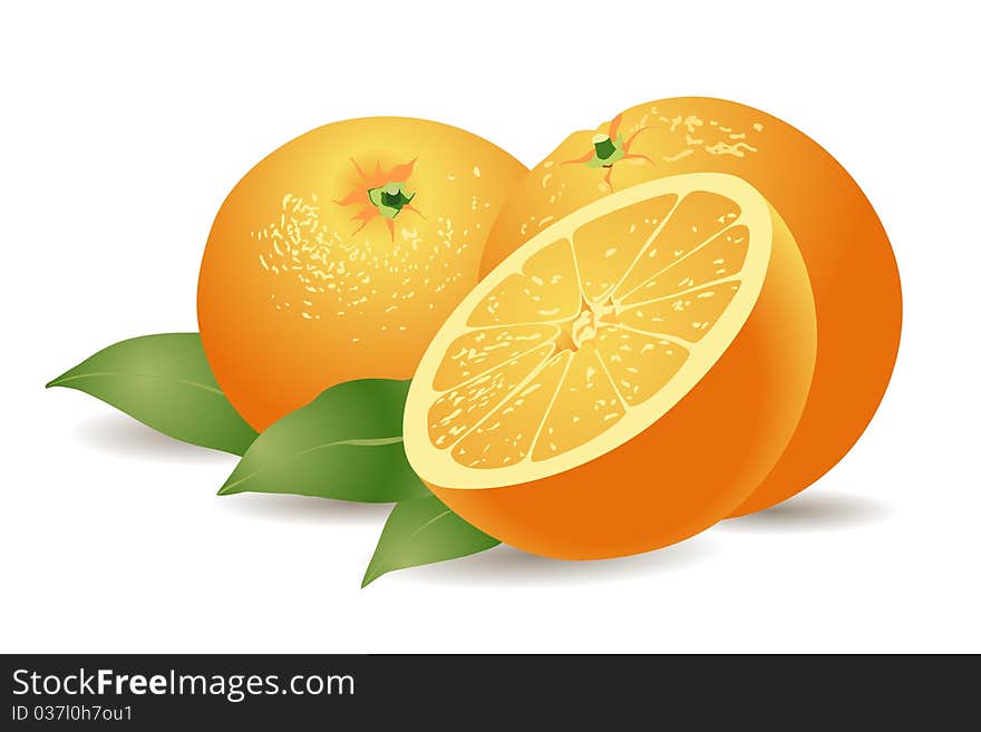 Vector yummy oranges on white background with green leaves