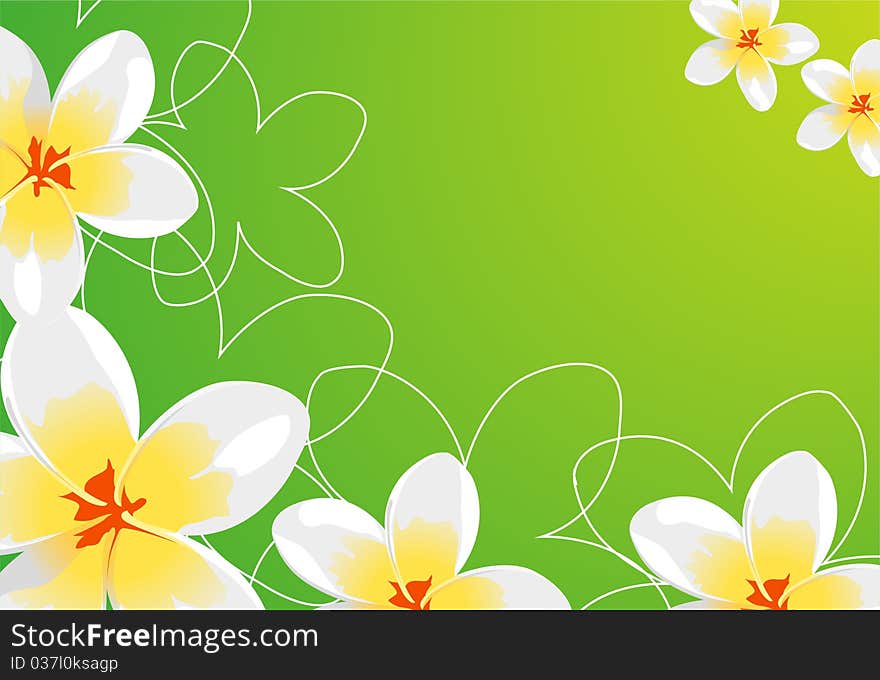 Beautiful Floral background (white flowers on green)