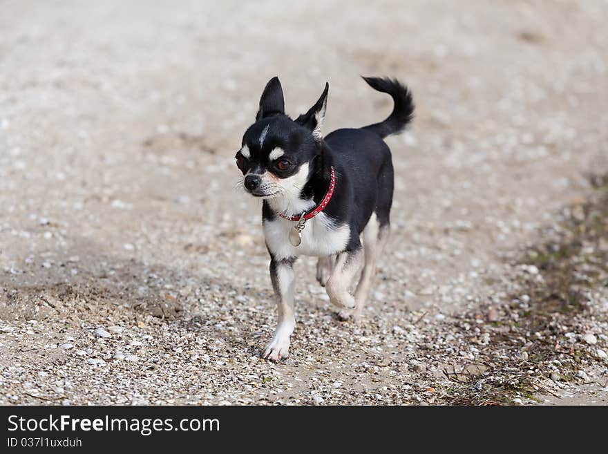 A tri-color chihuahua trotting along the beach.