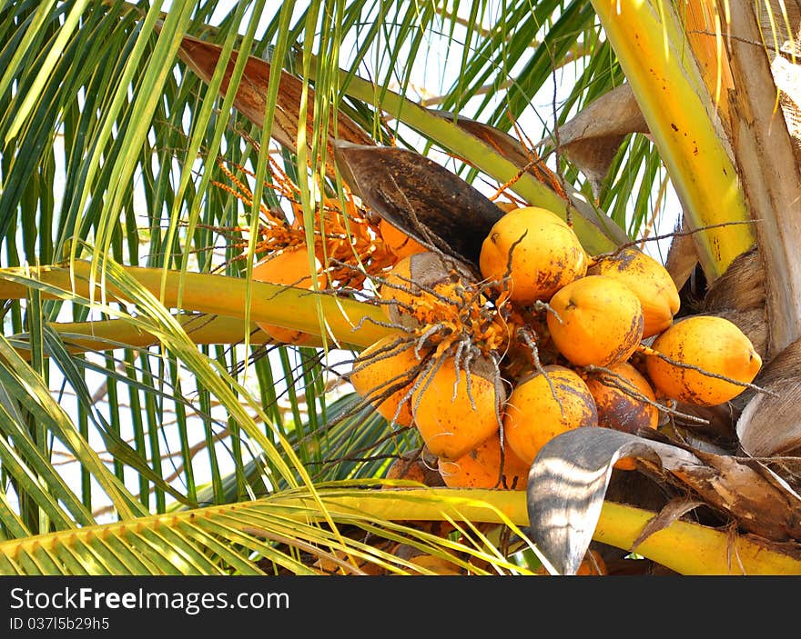 A bunch of coconuts ready to be plucked for sell. A bunch of coconuts ready to be plucked for sell.