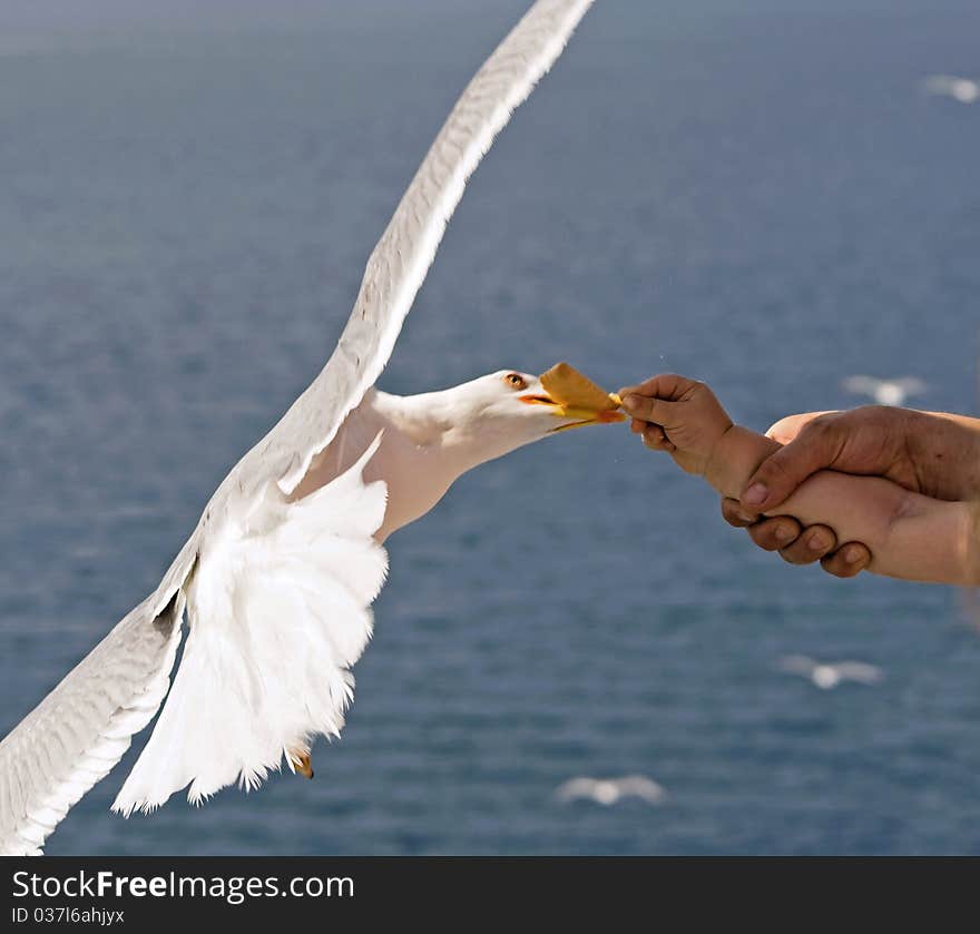 Small child with the help of his father food Gull. Small child with the help of his father food Gull