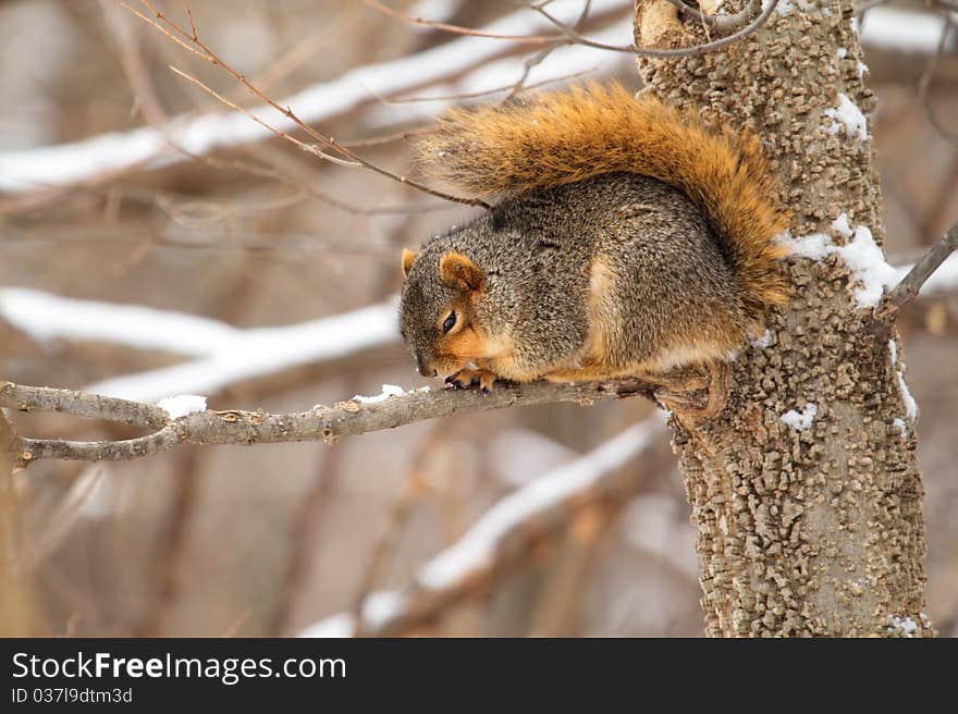 Fox Squirrel, Sciurus niger