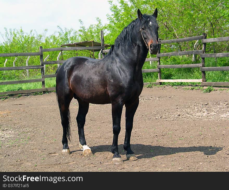 Black Horse