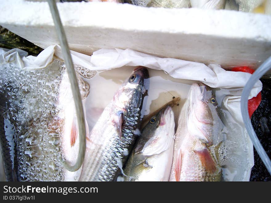 Marine fish, marine fish from the sea salvage back, very fresh; now lying in the market, waiting for people to purchase. Fish, is that people particularly like to eat marine life.