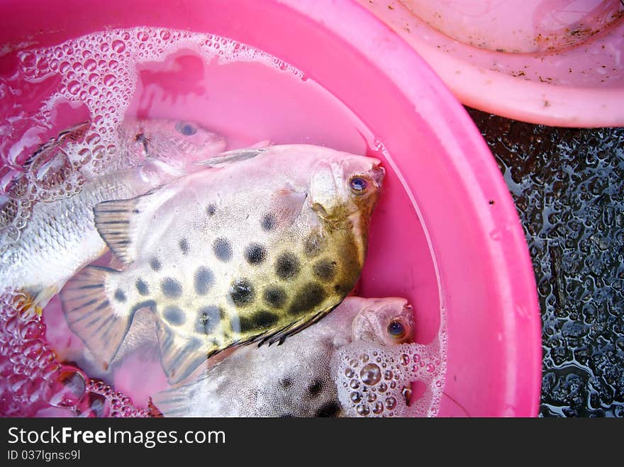 Perch, sea to salvage fish from the back, very fresh, and now lying in the market, waiting to buy. Perch, is that people particularly like to eat marine life.