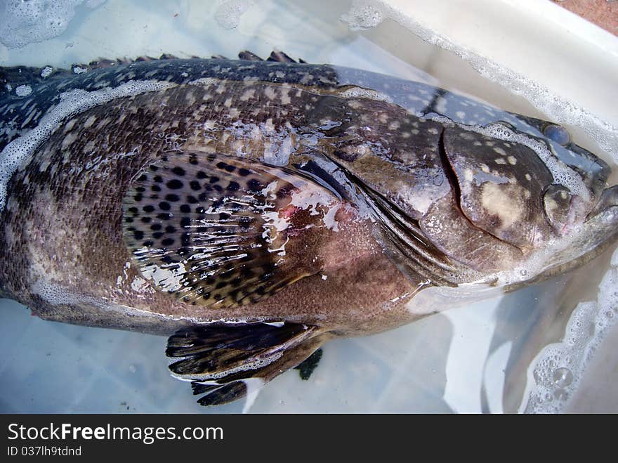 Fresh grouper, a large, mounted in the basin, waiting for sale.