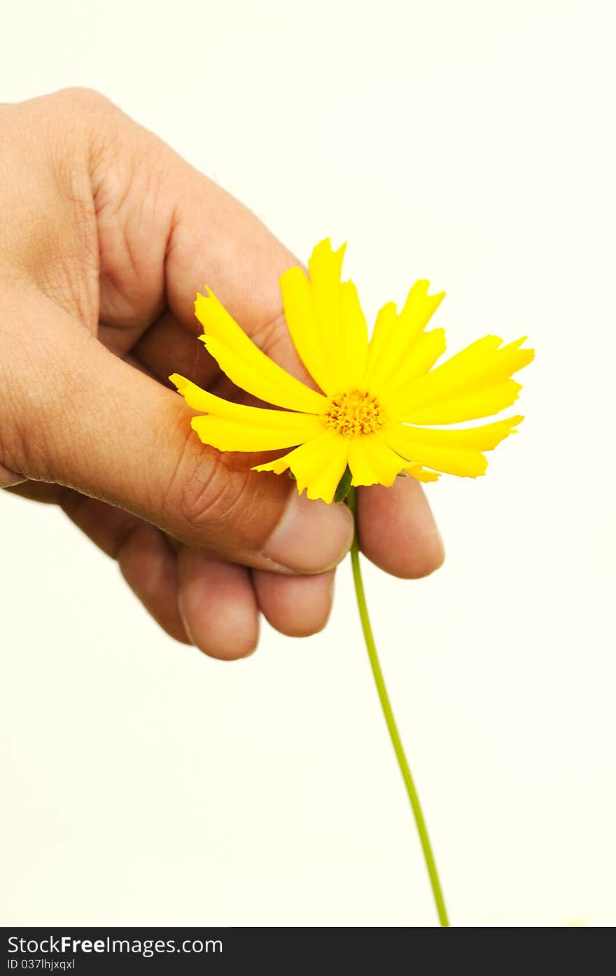 A Hand Plucking A Flower