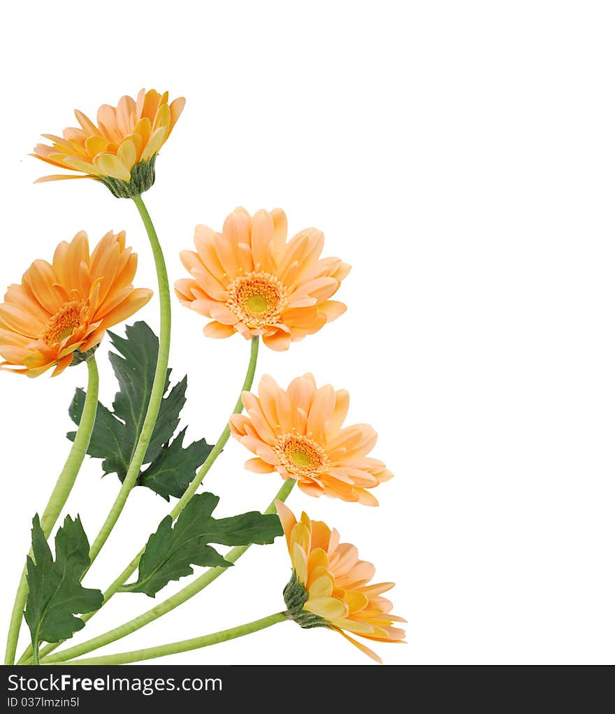 Isolated yellow flowers with copy space