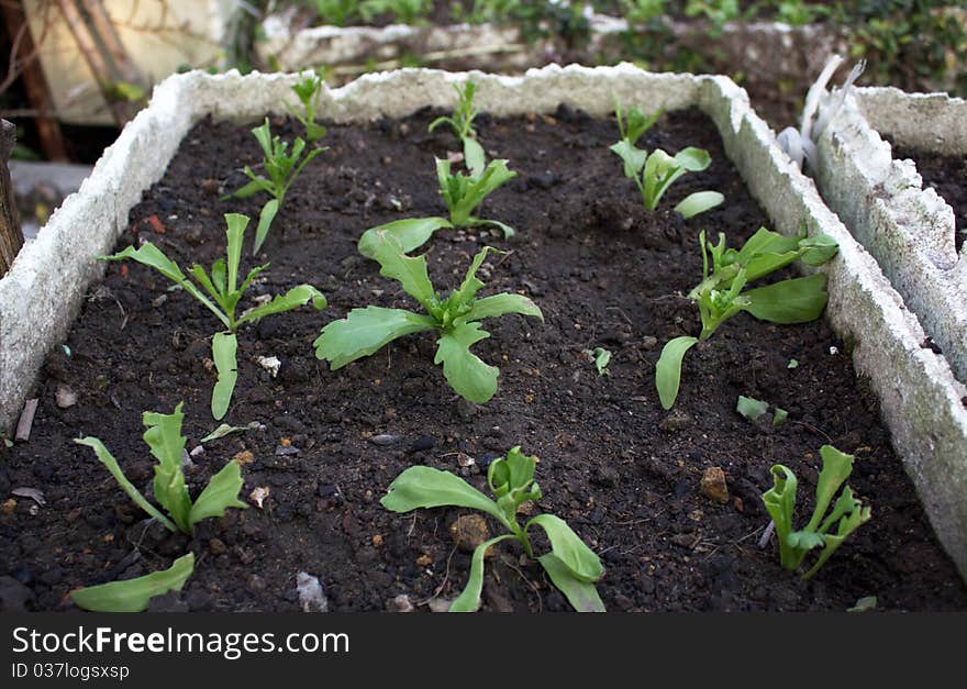 A family plant some vegetables for food. A family plant some vegetables for food.