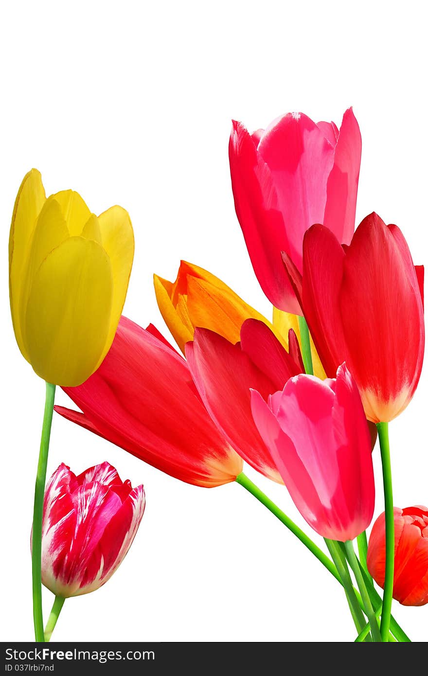 Flowers  tulips   flowering   bouquet