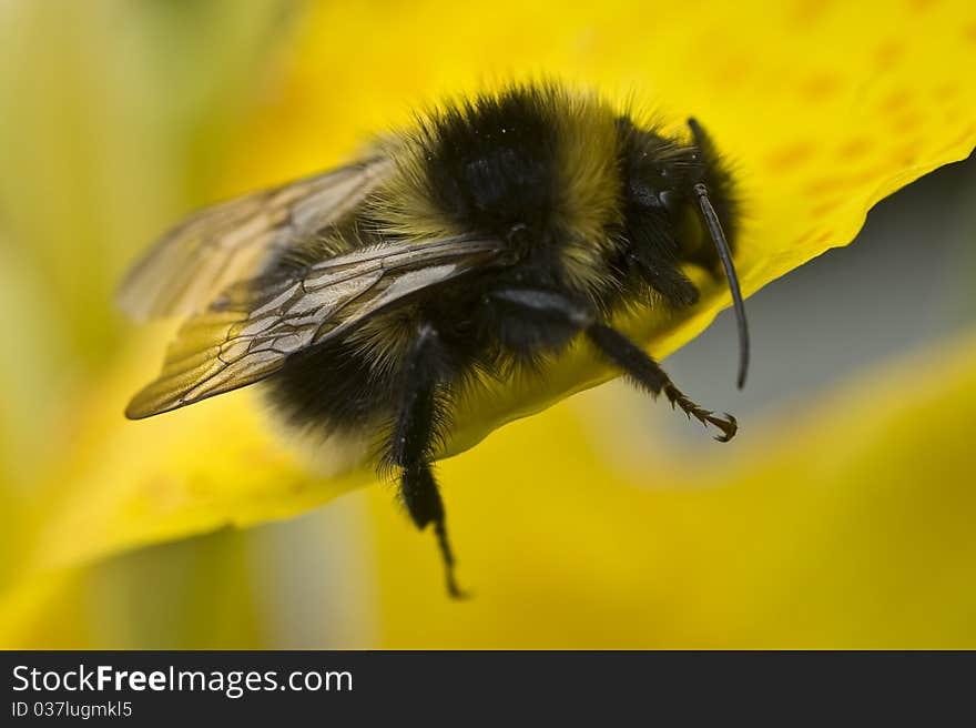 A large bumble bee sitting on a yellow flower. A large bumble bee sitting on a yellow flower