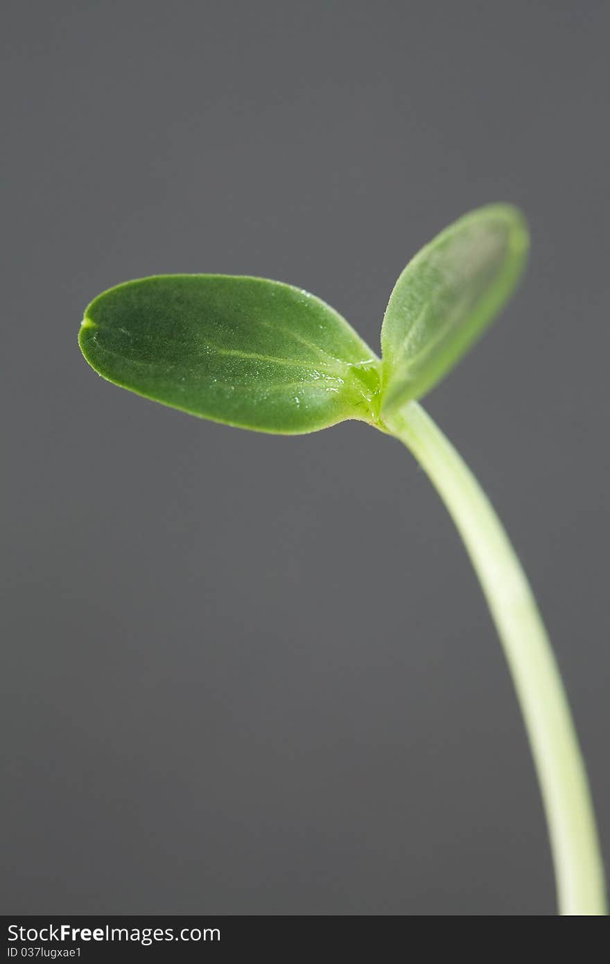 Watermelon Seedling isolated on gray