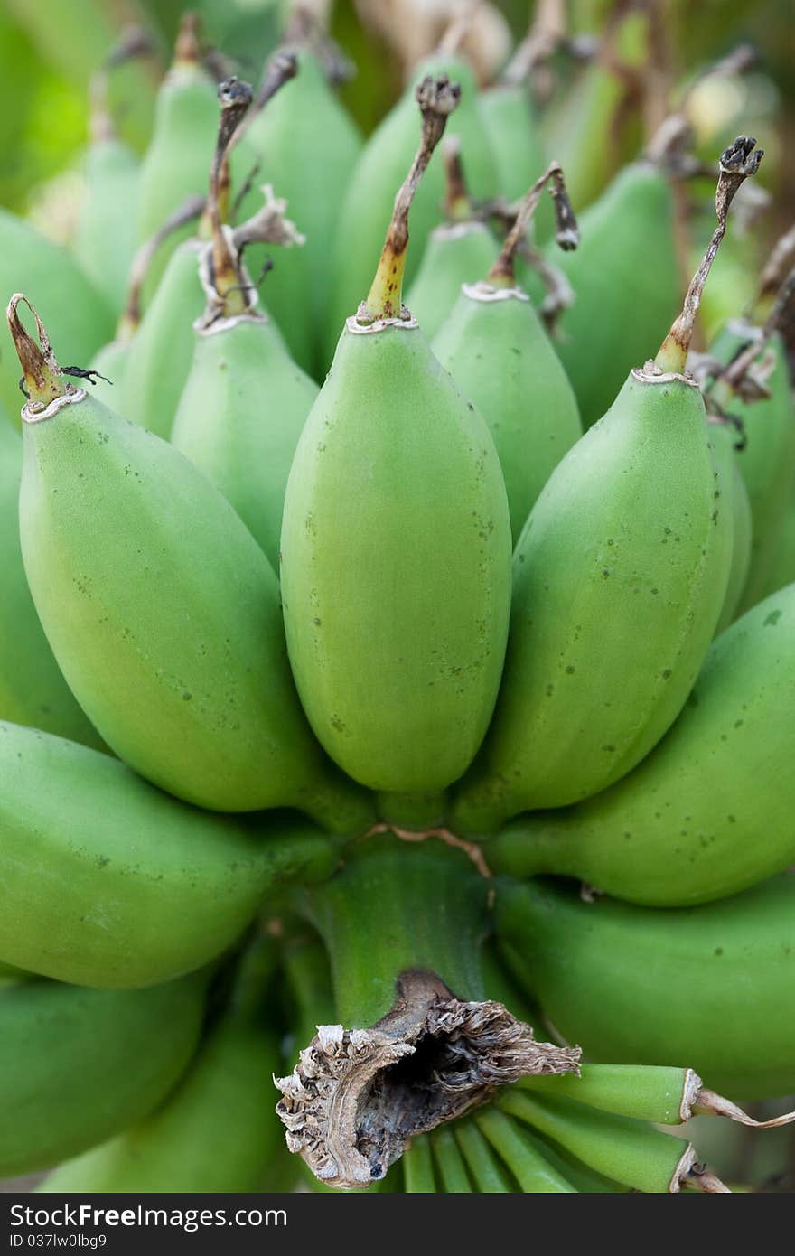 Green bananas