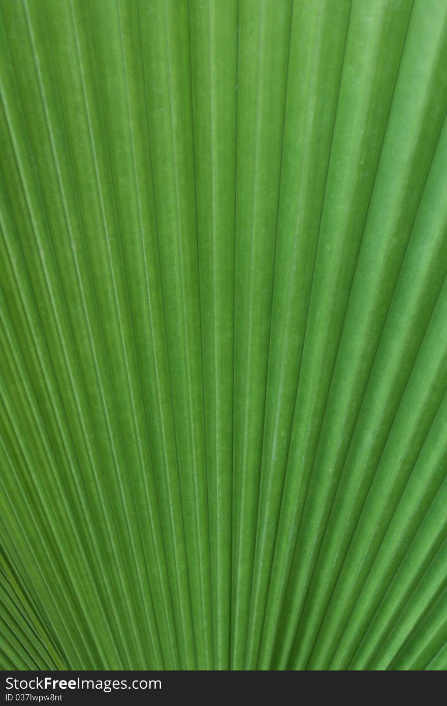 Green palm tree leaf