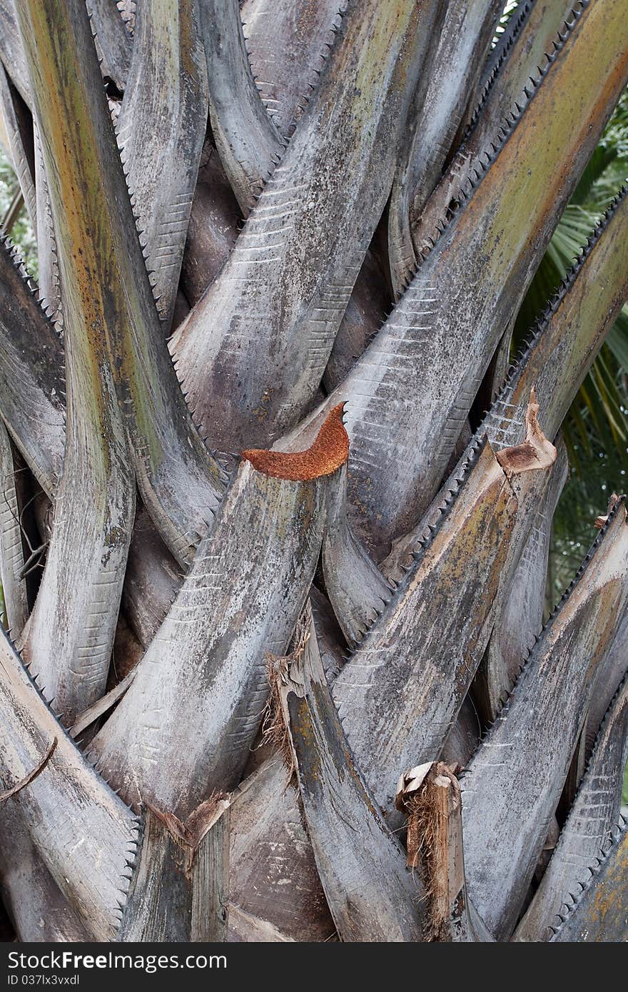 Palm tree trunk