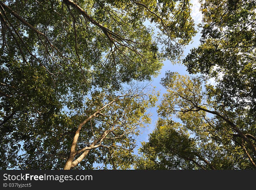 Wide Angle Of Tree Branches