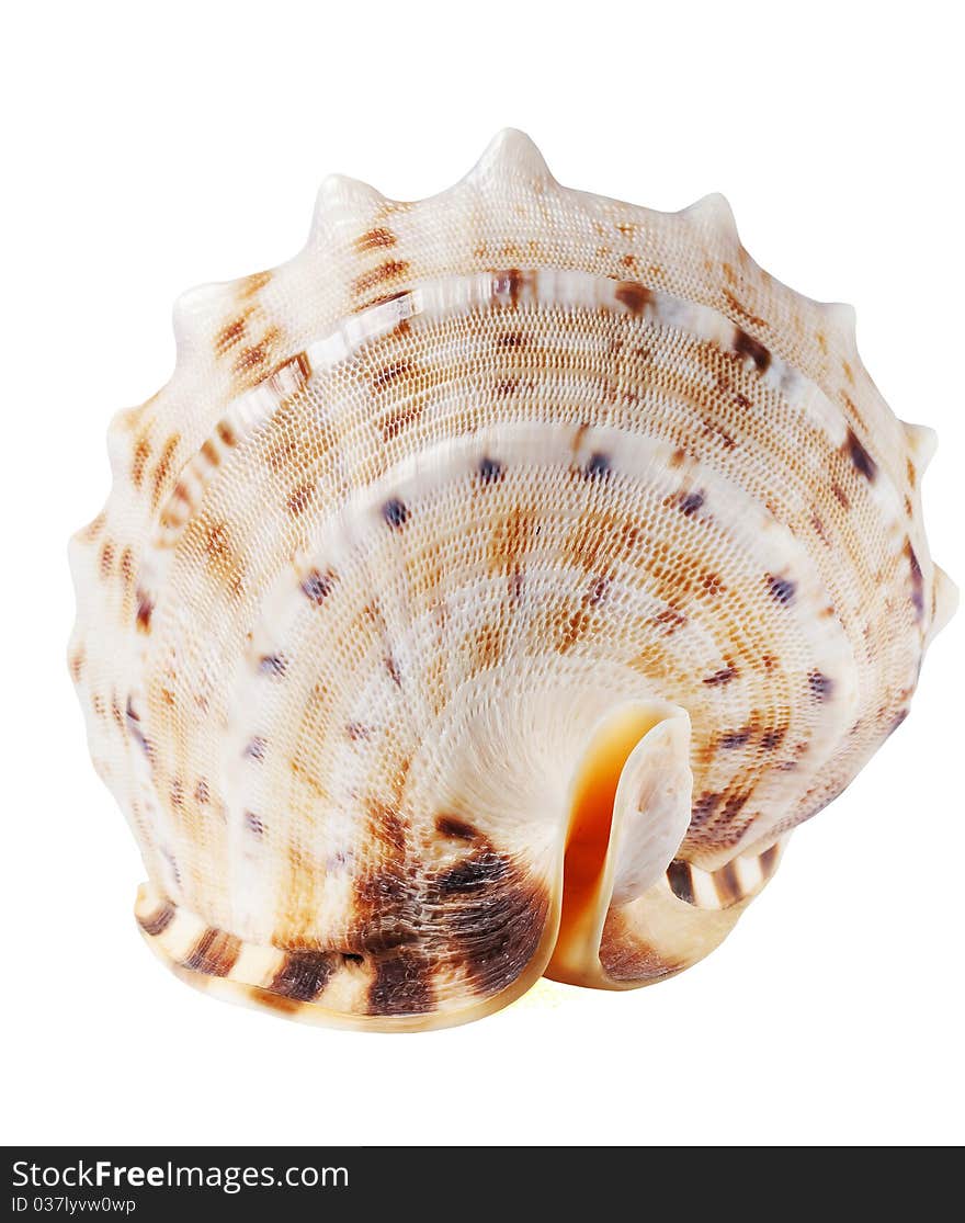 Seashell isolated on a white background