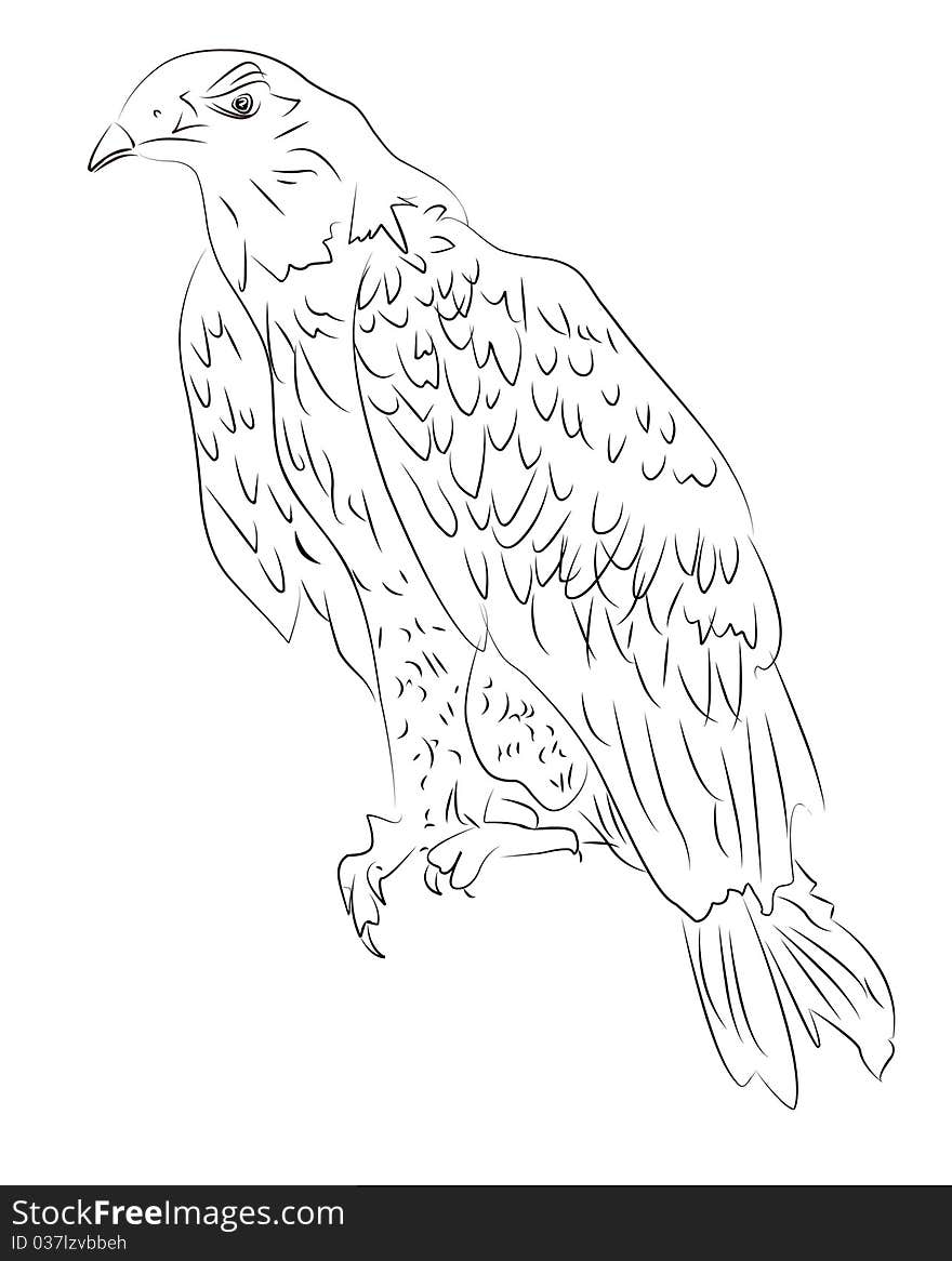 Hand-drawn sketch of eagle