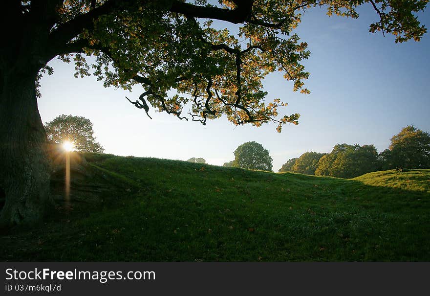 Evening sun and a tree. Evening sun and a tree.