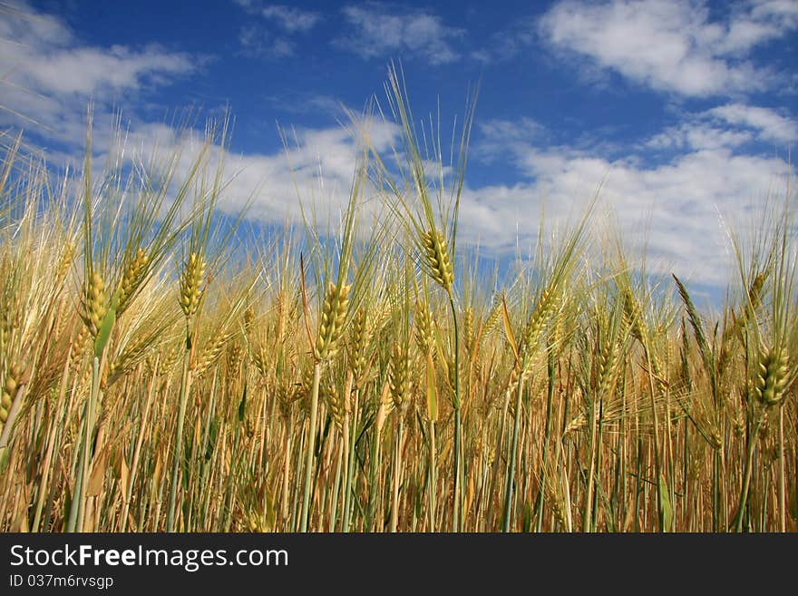 Corn field with blue sky. Corn field with blue sky