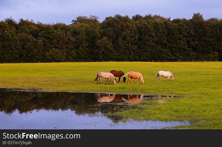 Horses grazing on a field. Horses grazing on a field.