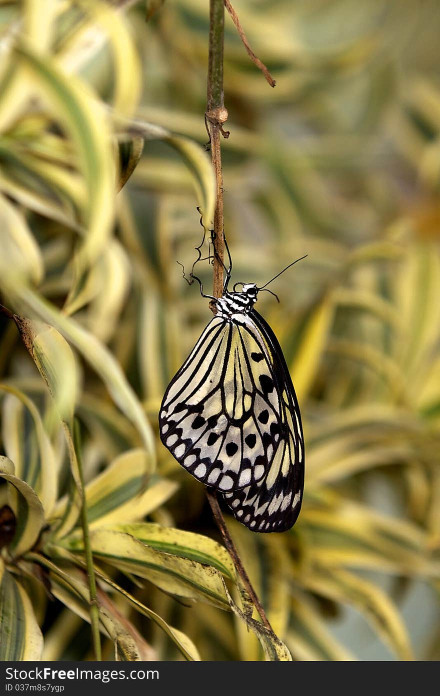 A beautiful Tree Nymph butterfly hanging upside down