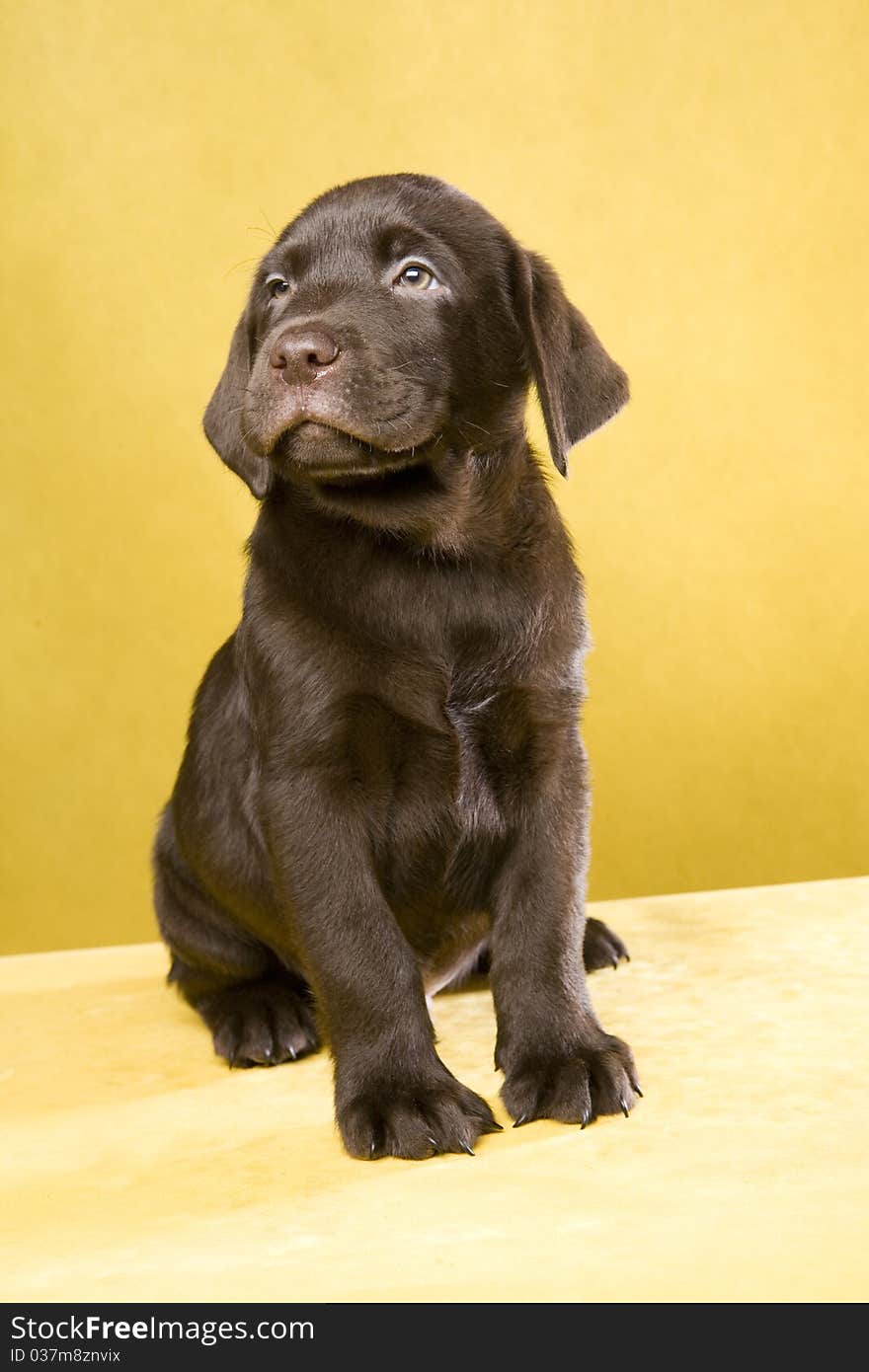 Brown labrador puppy on yellow ground