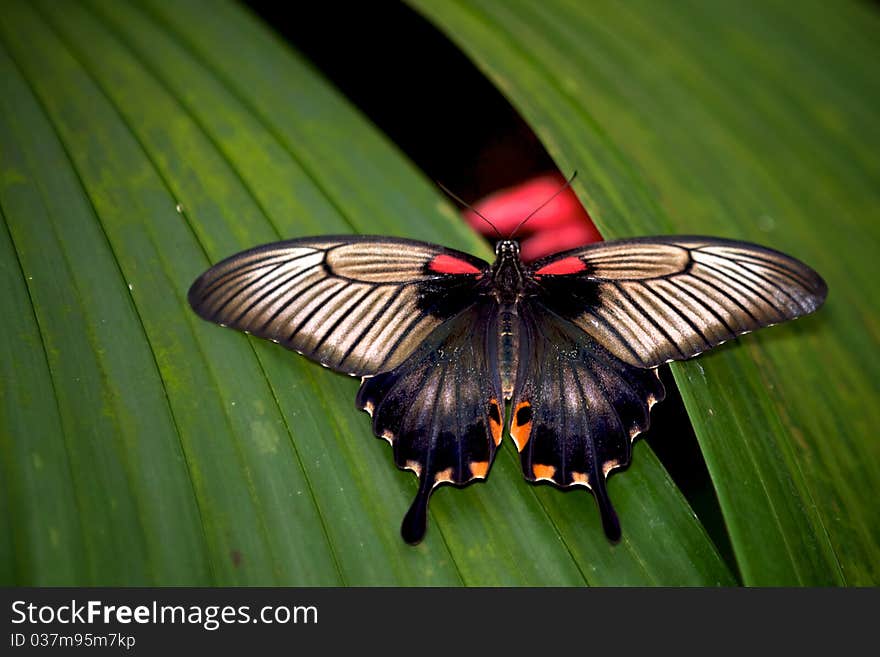 Asian Swallowtail Butterfly