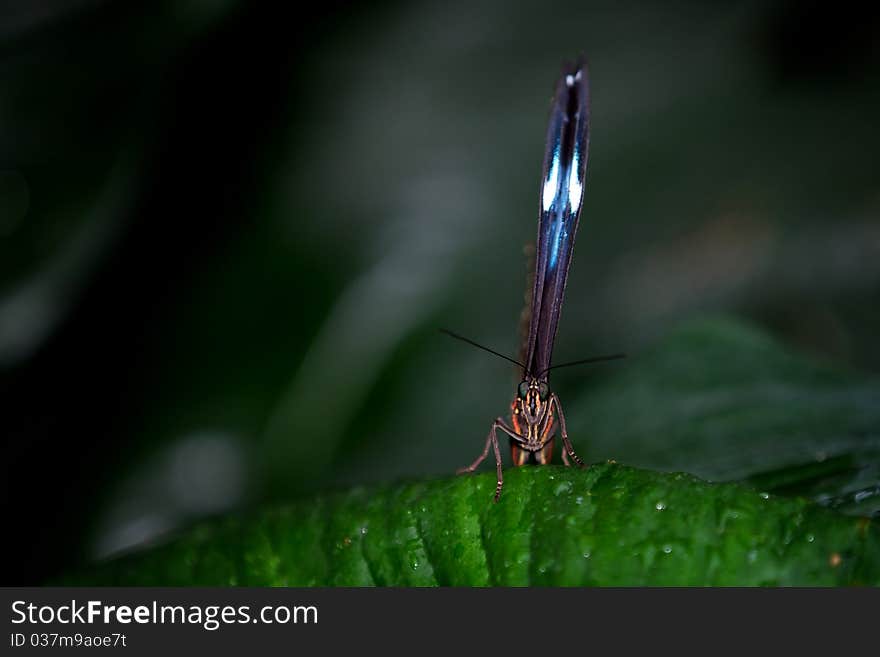 Blue Morpho butterfly