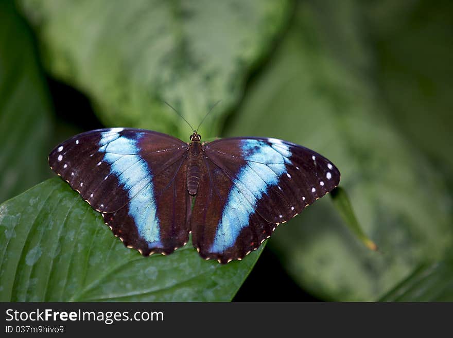 Achilles Morpho butterfly