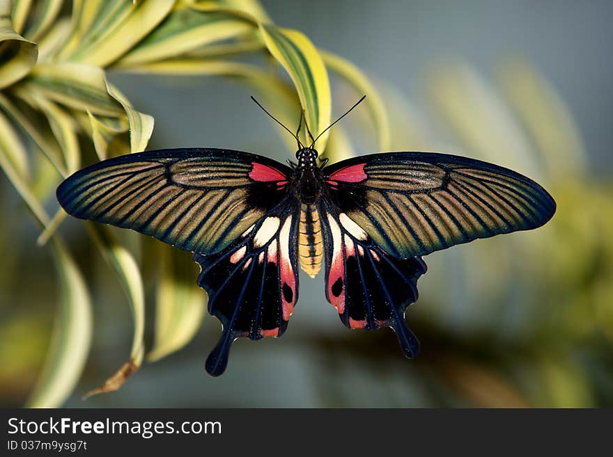 Asian Swallowtail Butterfly