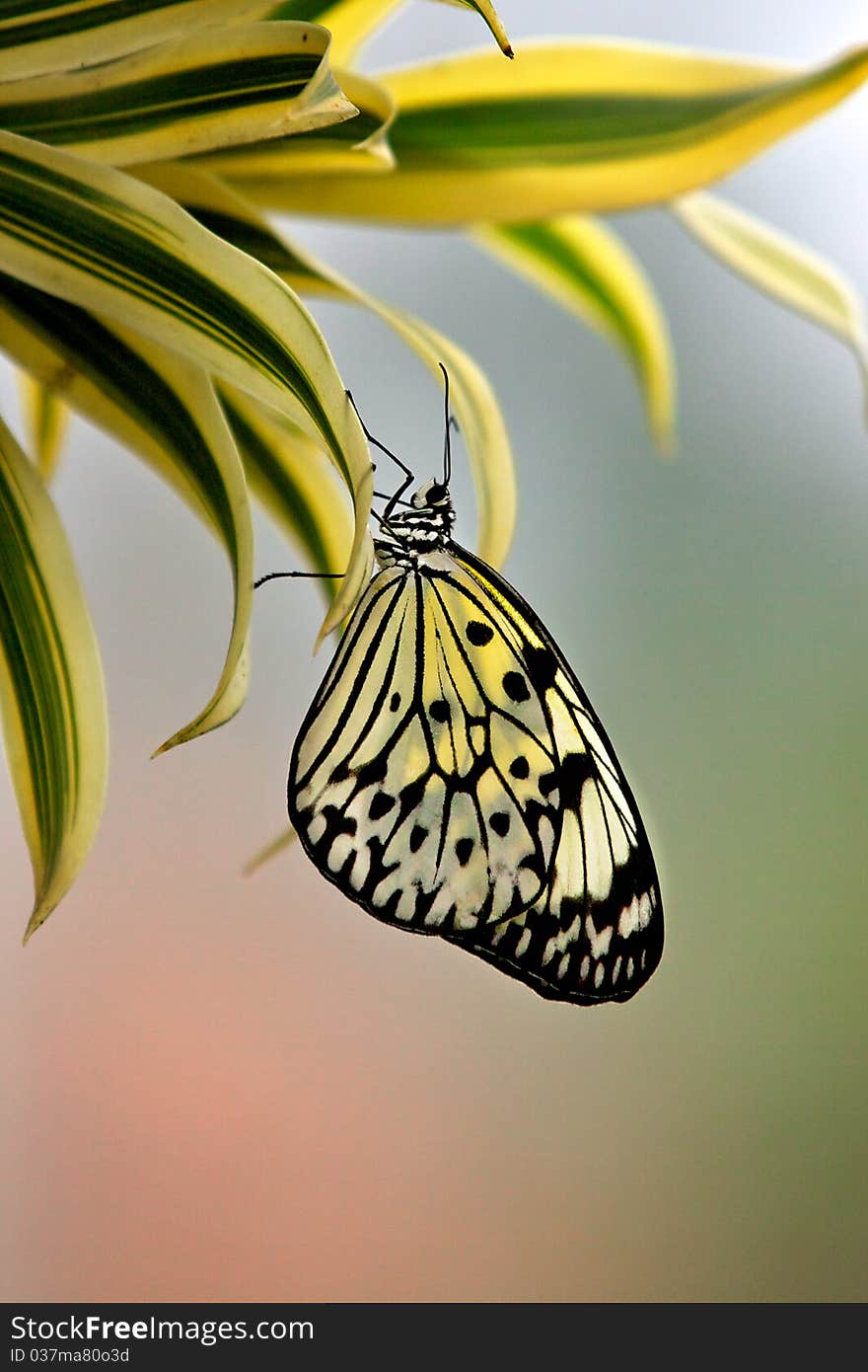 A beautiful Tree Nymph butterfly hanging upside down