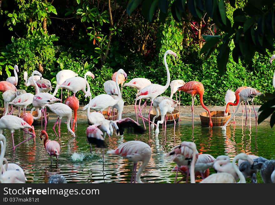 A flock of flamingos on the lake