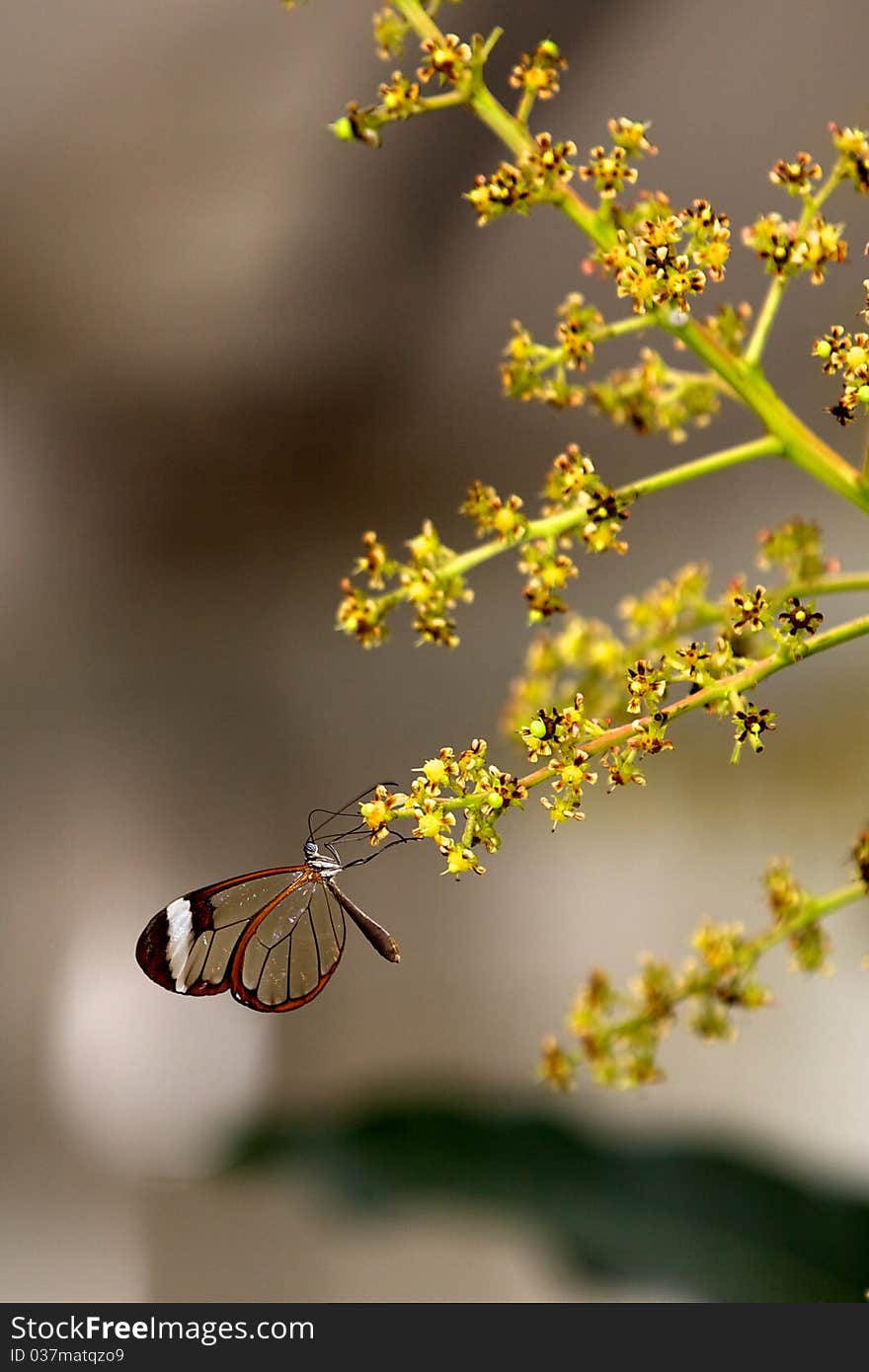 Glasswingn butterfly resting on a flower. Glasswingn butterfly resting on a flower