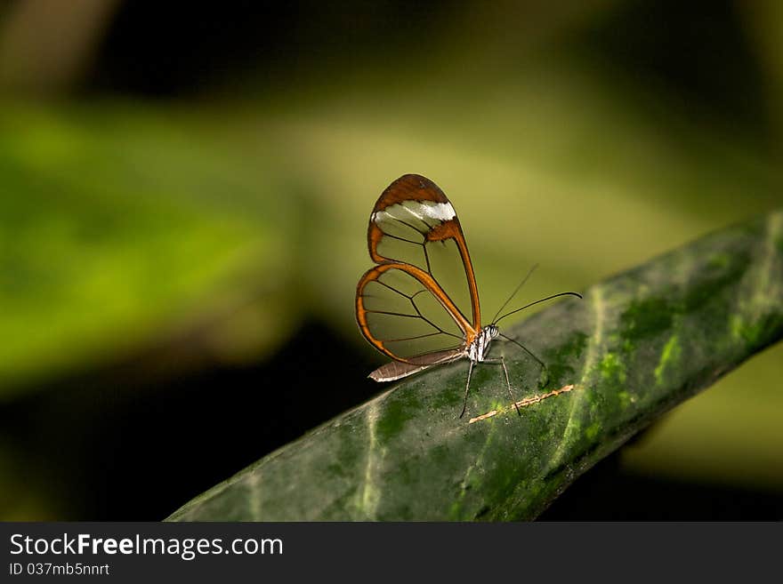 Glasswingn butterfly resting on a leaf. Glasswingn butterfly resting on a leaf