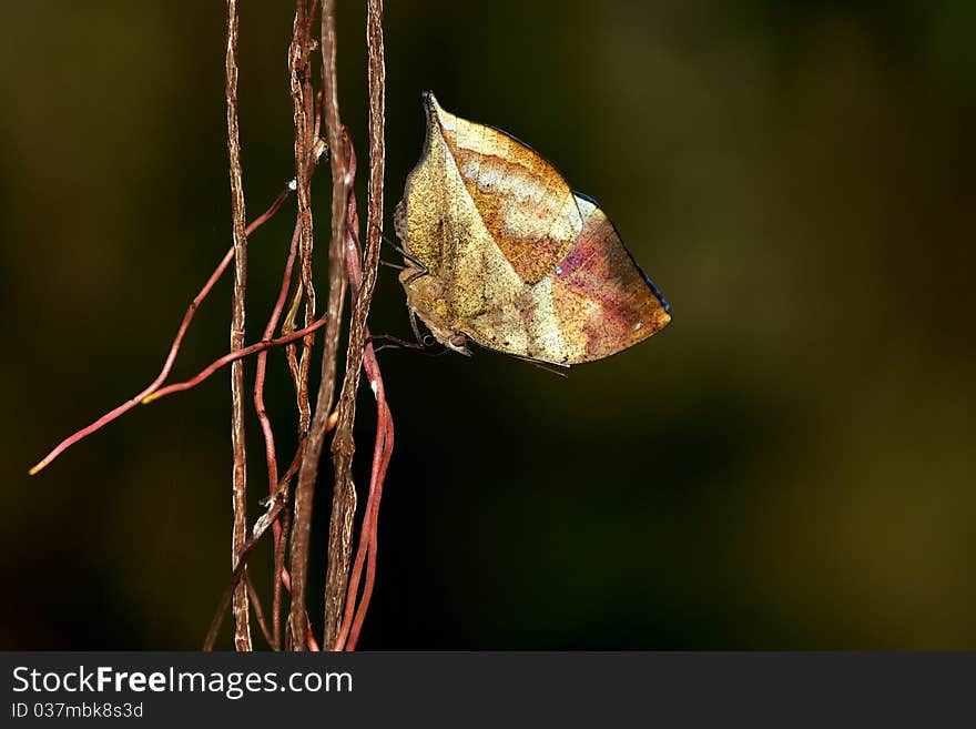 Indian Leafwing Butterfly