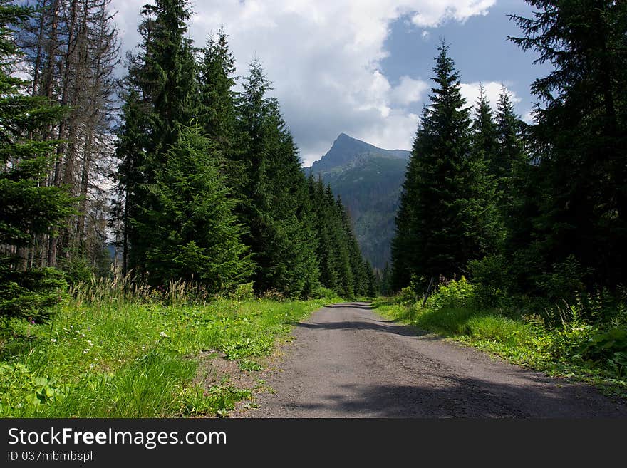 View of Krivan from Forest walking path, High Tatras National Park, Slovakia